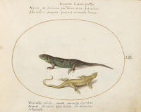 Joris_Hoefnagel-Animalia_Qvadrvpedia_et_Reptilia-Terra-Plate_LII